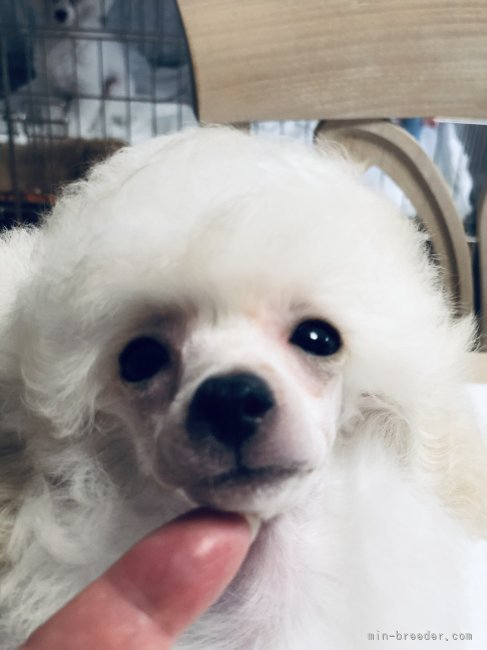 大柳尚子ブリーダーのブログ：コア君🐩