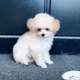 ティーカッププードル【青森県・女の子・2025年6月17日・ペールフォーン】の写真12