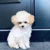 ティーカッププードル【青森県・女の子・2025年6月17日・ペールフォーン】の写真13