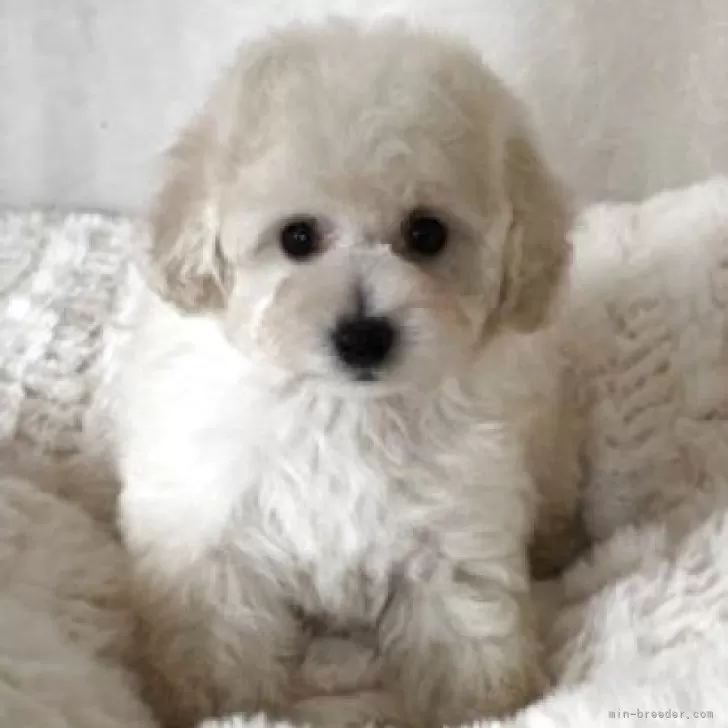 ID：2504-02901の子犬