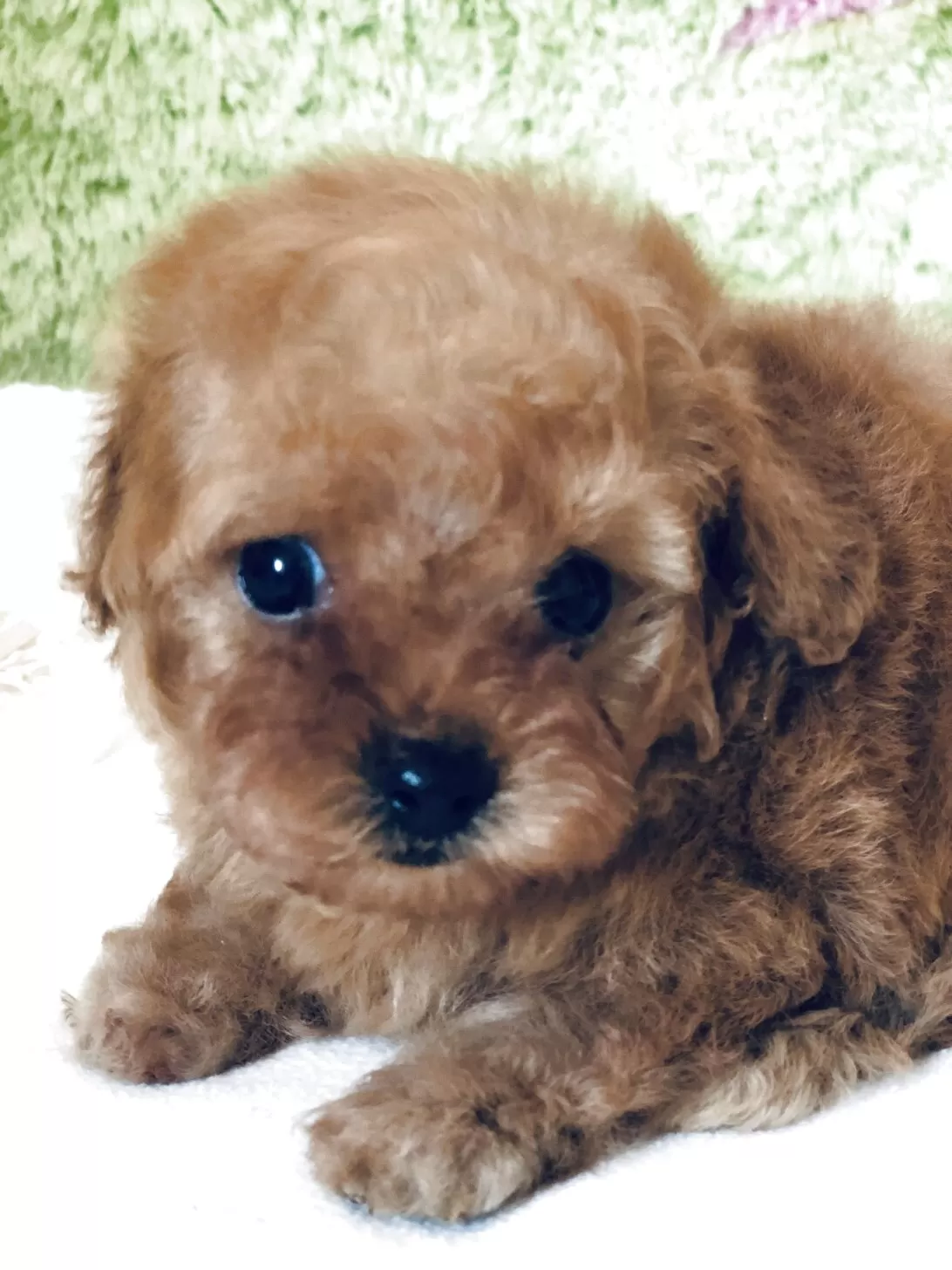 ID：2506-00169の子犬