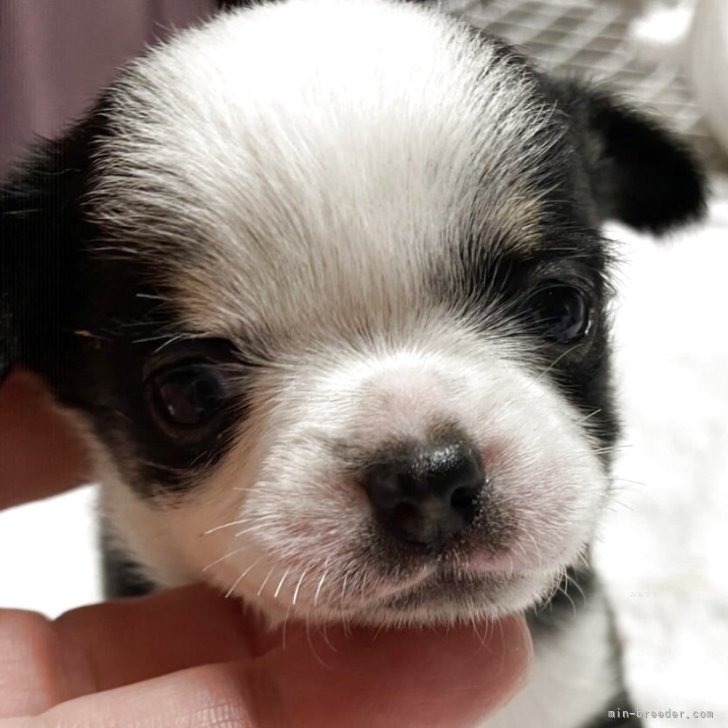 ブリーダー画像