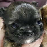 チワワ(スムース)