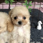 トイプードル(ティーカップ)