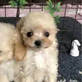 ティーカッププードル
