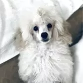 ティーカッププードル