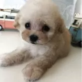 ティーカッププードル