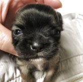 チワワ(スムース)