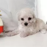 タイニープードル