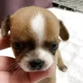 チワワ(スムース)【青森県・男の子・2025年10月15日・フォーン&ホワイト】の写真3