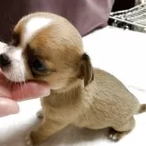 チワワ(スムース)【青森県・男の子・2025年10月15日・フォーン&ホワイト】の写真4