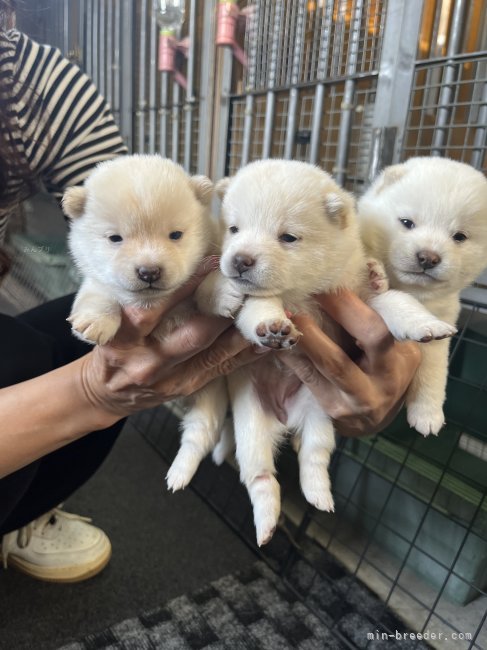 高山　こずえ(たかやま　こずえ)ブリーダー(群馬県・柴犬・KC登録)の紹介写真1