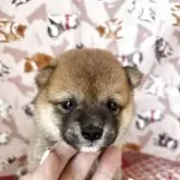 豆柴