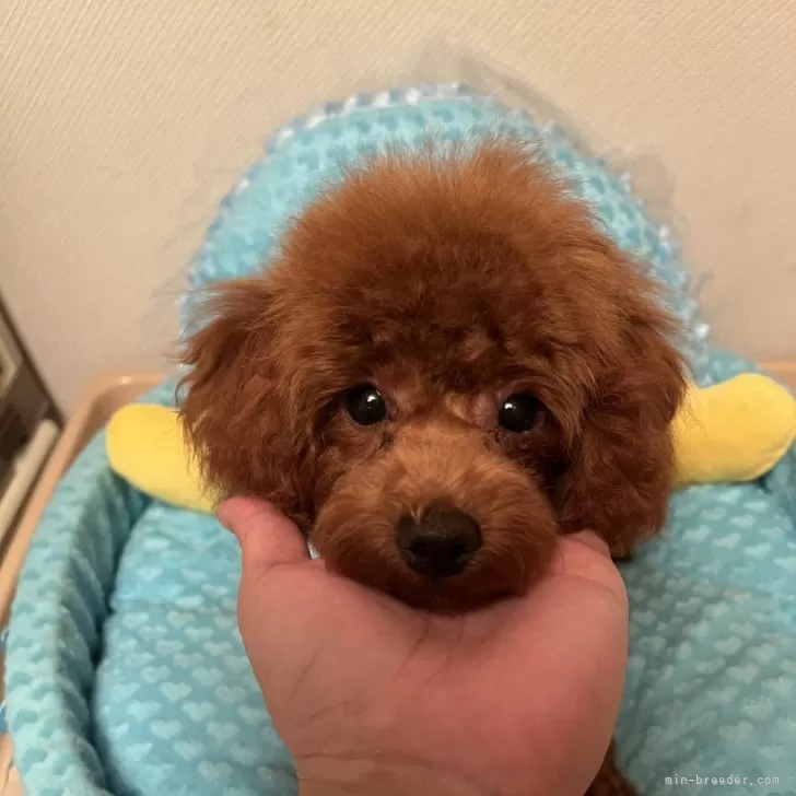 ID:2410-07921の子犬