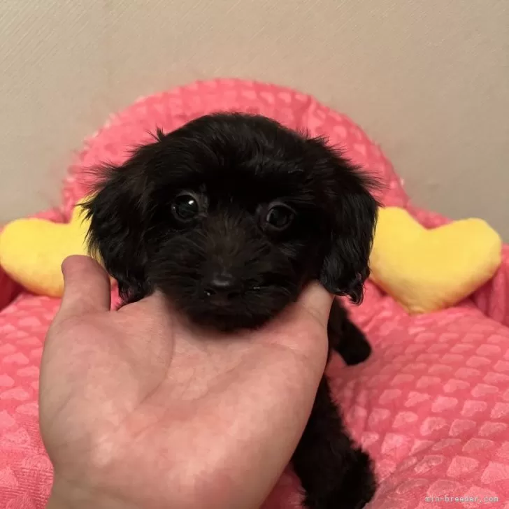 ID：2506-01974の子犬