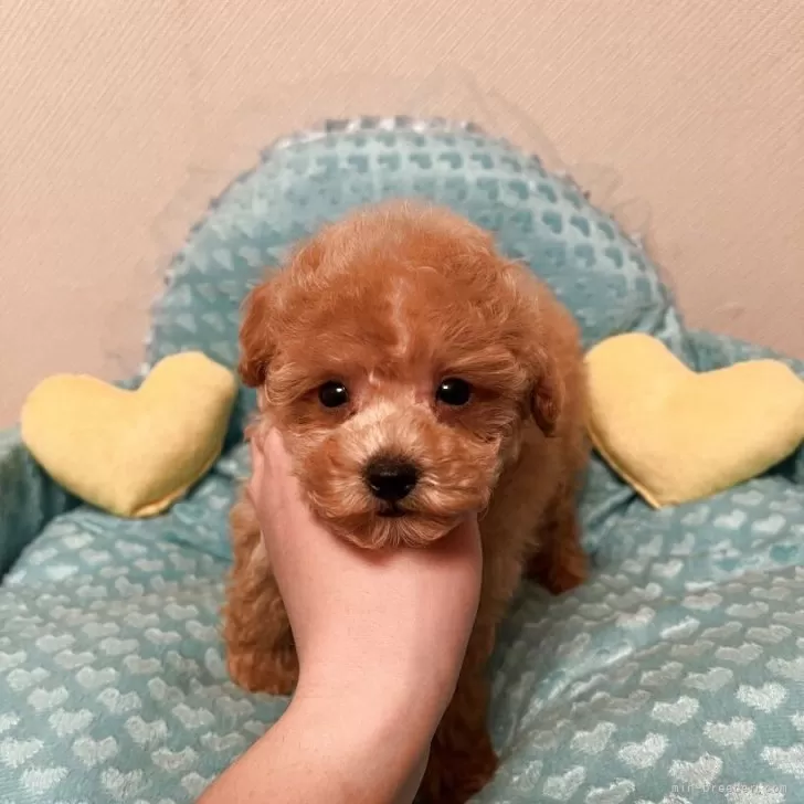 ID:2505-00763の子犬