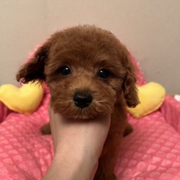 トイプードル(トイ)【福岡県・女の子・2025年3月30日・レッド】の写真「大人しくて美人さん❤️」