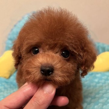 トイプードル(タイニー)【福岡県・男の子・2025年9月1日・レッド】の写真「大人しめのイケメンくん」