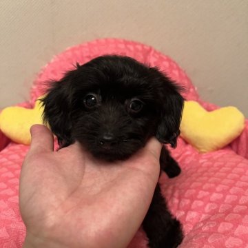 ダップー(トイプードル×ダックスフンド)【福岡県・女の子・2025年3月29日・ブラック】の写真「大人しくて美人さん❤️」