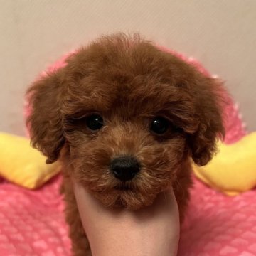 トイプードル(トイ)【福岡県・女の子・2025年9月12日・レッド】の写真「元気で美人さん❤️」