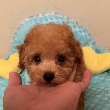 タイニープードル【福岡県・男の子・2025年4月5日・レッド】の写真「甘えん坊のイケメンくん❤️」