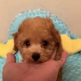 タイニープードル