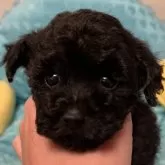 トイプードル(トイ)