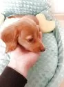 ミニチュアダックスフンド(ロング)【福岡県・男の子・2025年2月2日・レッド】の写真7