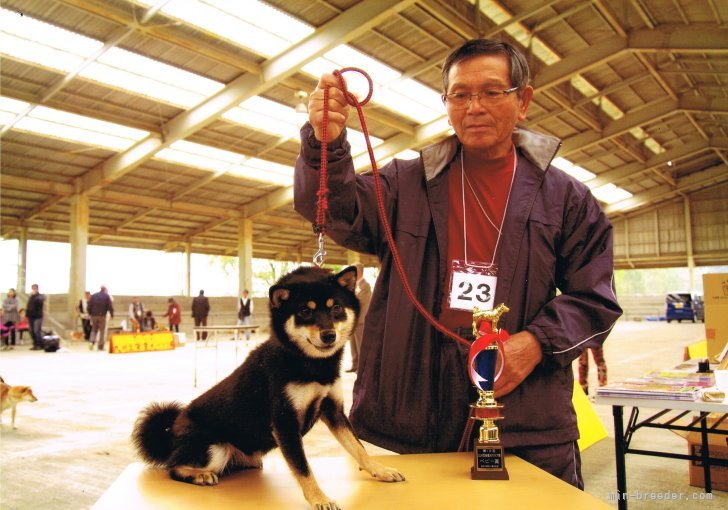 本島　軍勝(もとじま　ぐんかつ)ブリーダー(熊本県・柴犬など・JKC/ＫＣジャパン/一般社団法人日本豆柴協会登録)の紹介写真1