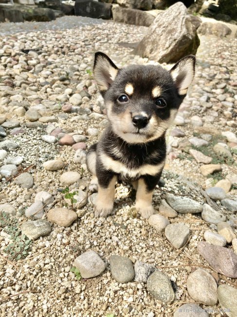 本島　軍勝(もとじま　ぐんかつ)ブリーダー(熊本県・柴犬など・JKC/ＫＣジャパン/一般社団法人日本豆柴協会登録)の紹介写真3