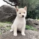 豆柴【熊本県・女の子・2025年8月28日・白】の写真10