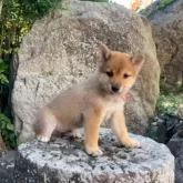 豆柴【熊本県・男の子・2025年8月19日・赤】の写真10