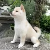 豆柴【熊本県・女の子・2025年8月28日・白】の写真11