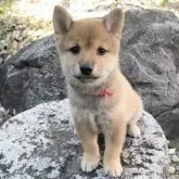 豆柴【熊本県・男の子・2025年8月19日・赤】の写真11