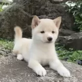 豆柴【熊本県・女の子・2025年8月28日・白】の写真12