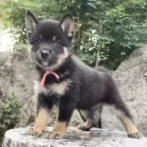 豆柴【熊本県・男の子・2025年8月28日・黒】の写真12