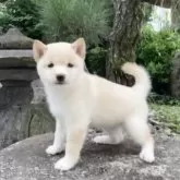 豆柴【熊本県・女の子・2025年8月28日・白】の写真13