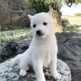 豆柴【熊本県・男の子・2025年8月19日・白】の写真13