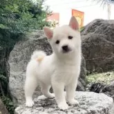 豆柴【熊本県・男の子・2025年8月19日・白】の写真14