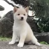 豆柴【熊本県・女の子・2025年8月28日・白】の写真14