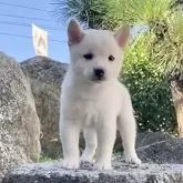 豆柴【熊本県・男の子・2025年8月19日・白】の写真15