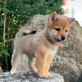 豆柴【熊本県・男の子・2025年8月19日・赤】の写真14