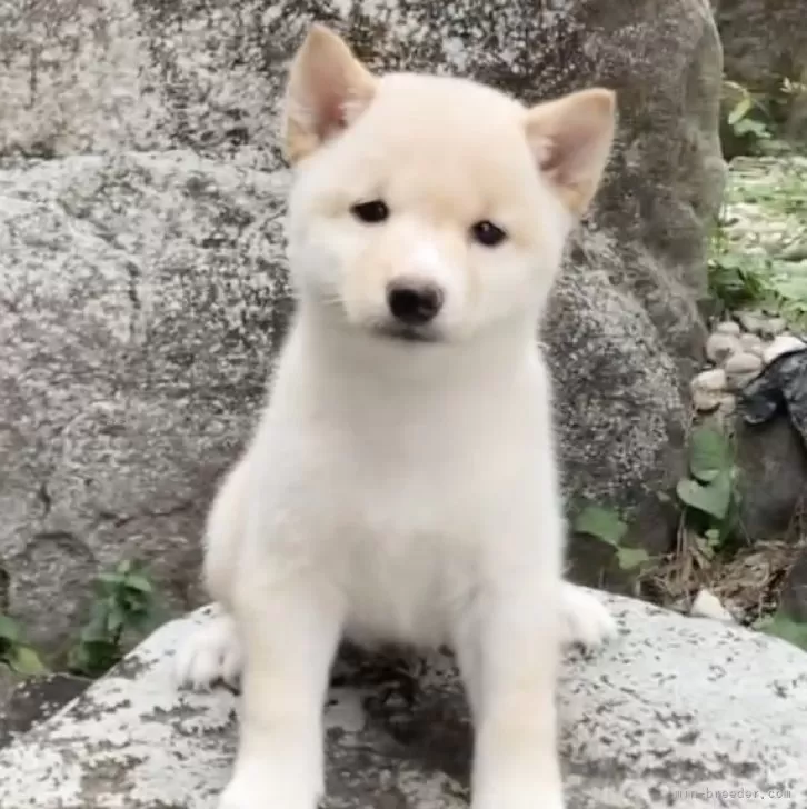 豆柴【熊本県・女の子・2025年8月28日・白】の写真1