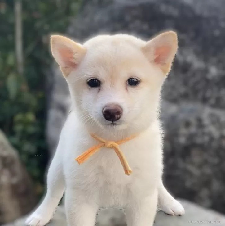 K.M 様のお迎えした子犬