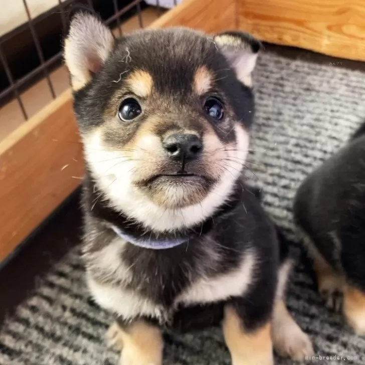 ID：2412-07630の子犬
