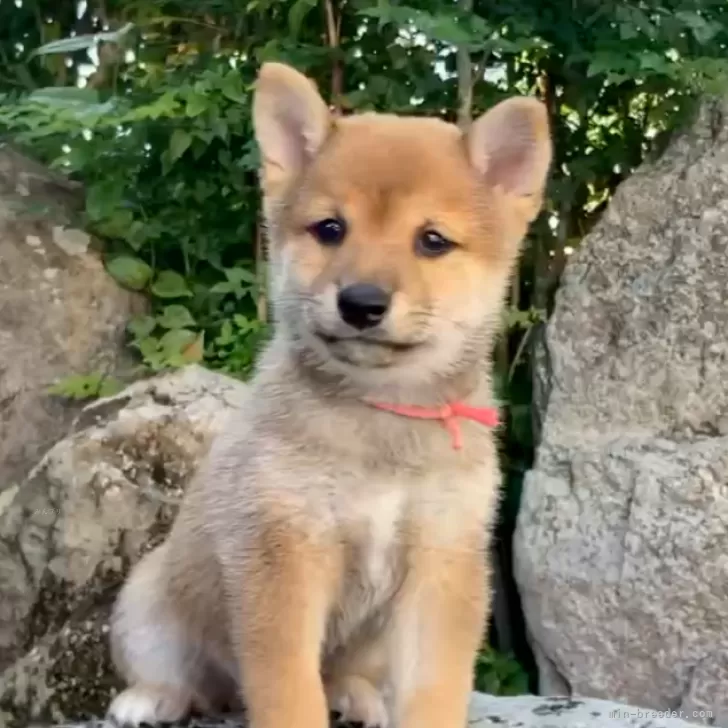 豆柴【熊本県・男の子・2025年8月19日・赤】の写真1