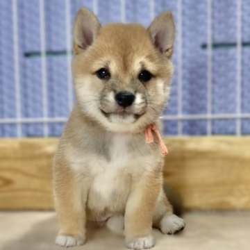 豆柴【熊本県・女の子・2025年6月2日・赤】の写真「まんまるでムチムチの女の子✨」
