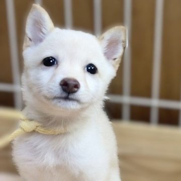 柴犬(豆柴)【熊本県・男の子・2024年7月15日・白】の写真「極小タイプで優しいお顔の男の子✨」