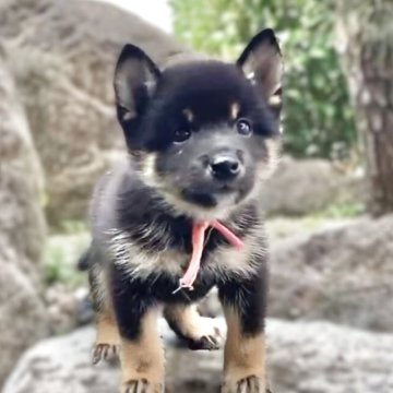 柴犬(豆柴)【熊本県・男の子・2025年8月28日・黒】の写真「毛量多めでムチムチの男の子✨」