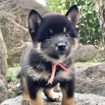 柴犬(豆柴)【熊本県・男の子・2025年8月28日・黒】の写真「毛量多めでムチムチの男の子✨」